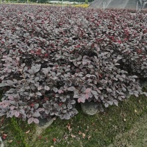 红花檵木苗红花檵木球营养钵杯苗产地直发量大从优