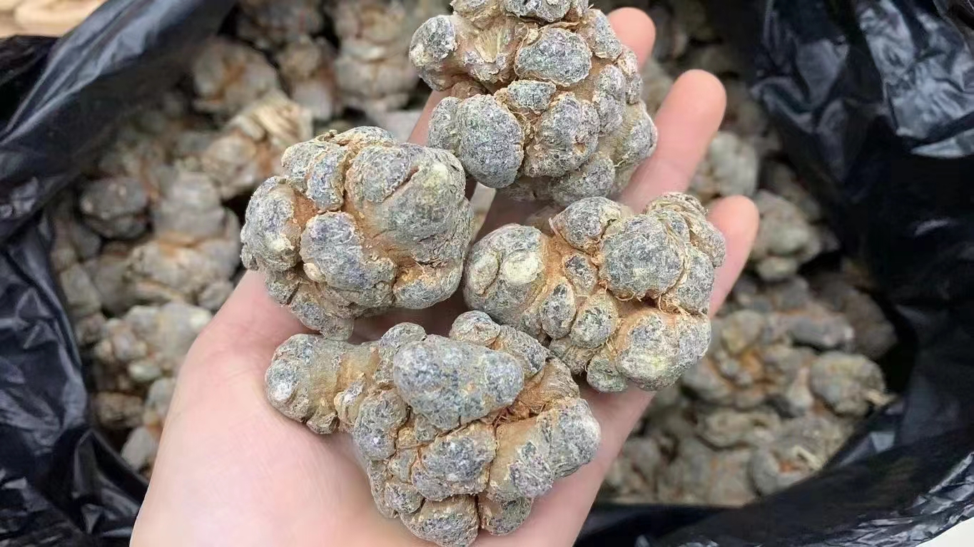 三七根茎展示图