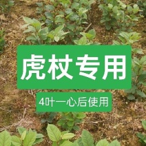 虎杖专用除草剂加助剂4叶一心后使用安全不伤苗