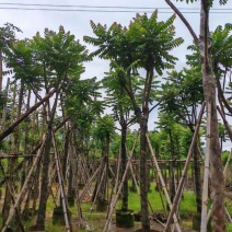 骨架麻楝树12～15公分基地直销大小规格齐全欢迎来电