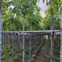 腊肠树3～10公分基地直销大小规格齐全欢迎老板来电