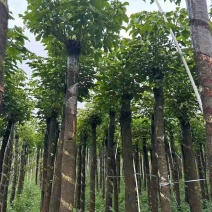 截杆秋枫树8～12公分基地直销大小规格齐全欢迎老板来电