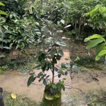 菲油果袋苗高度100cm量多价优福建漳州