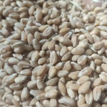新疆优质小麦，阿克苏小麦，2024年的新小麦有5000吨