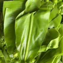 山苏菜