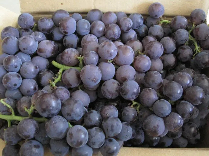 京亚葡萄的果实呈紫黑色,果粒饱满,排列紧密 京亚葡萄特写