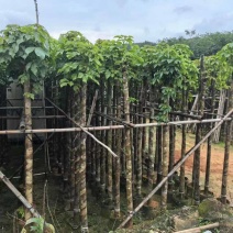 截杆重阳木5～10公分基地直销大小规格齐全欢迎老板来电