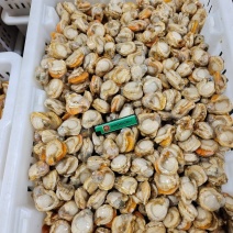 山东威海石岛单冻扇贝肉40-60/60-80等规格齐全