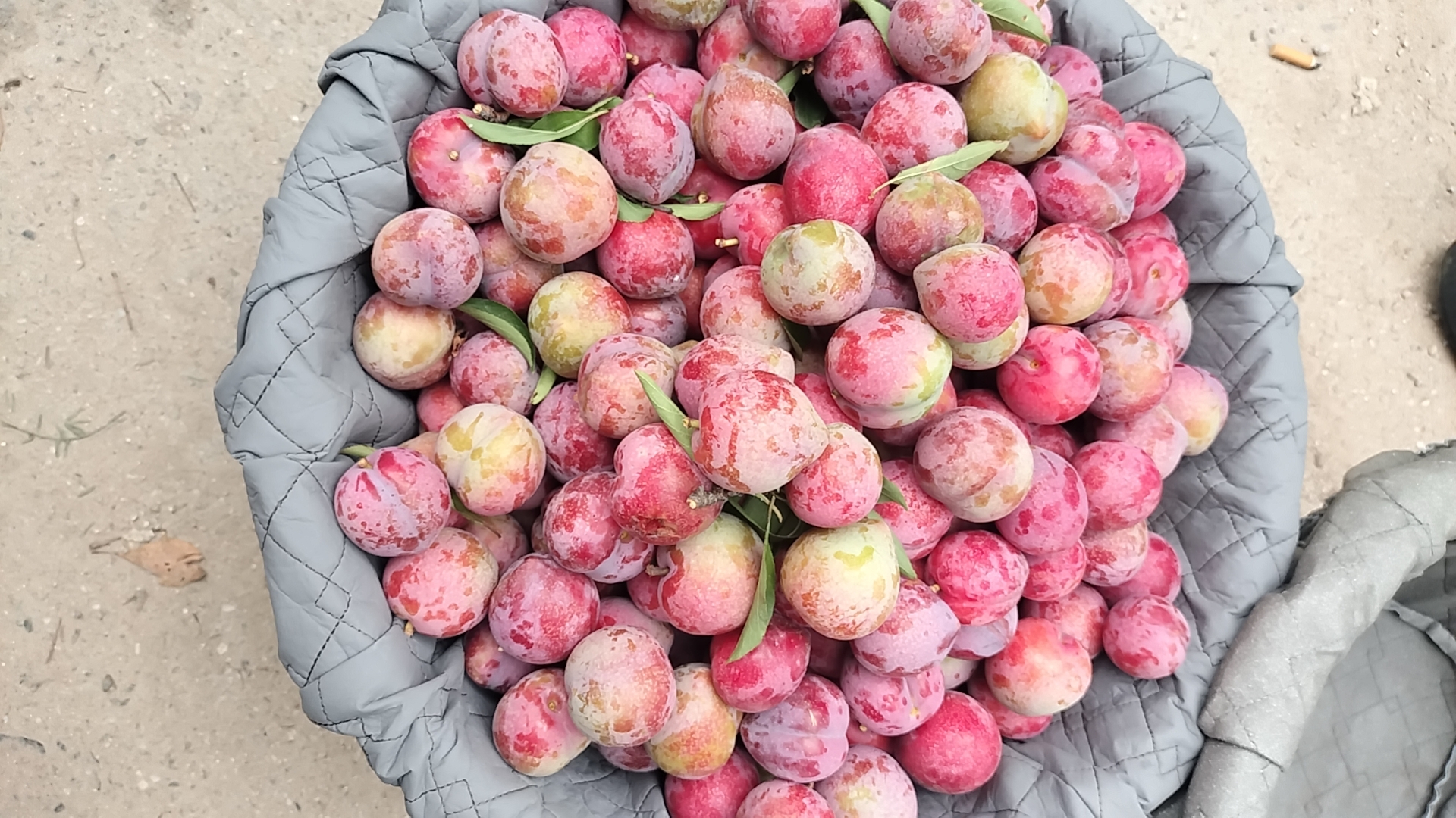 家庭采摘互动场景