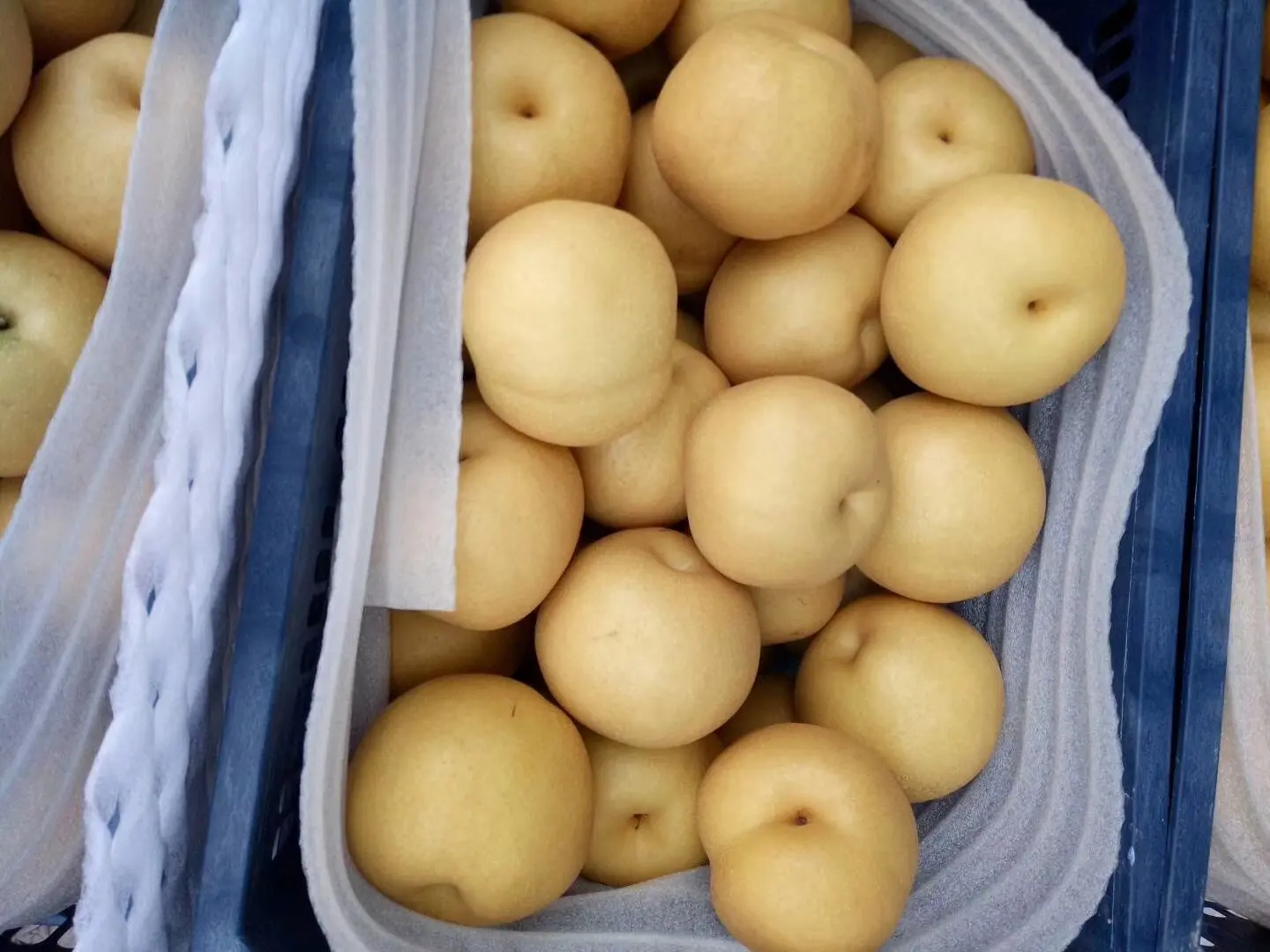 一颗成熟的宣恩黄金梨被横向切开,露出洁白细腻的果肉和小巧的果核,汁水充盈,果皮呈亮丽的金黄色,旁边放置一把游标卡尺显示果实直径约为8.5厘米,背景虚化的果园中可见其他挂果的梨树,突出产品品质细节 宣恩黄金梨剖面特写