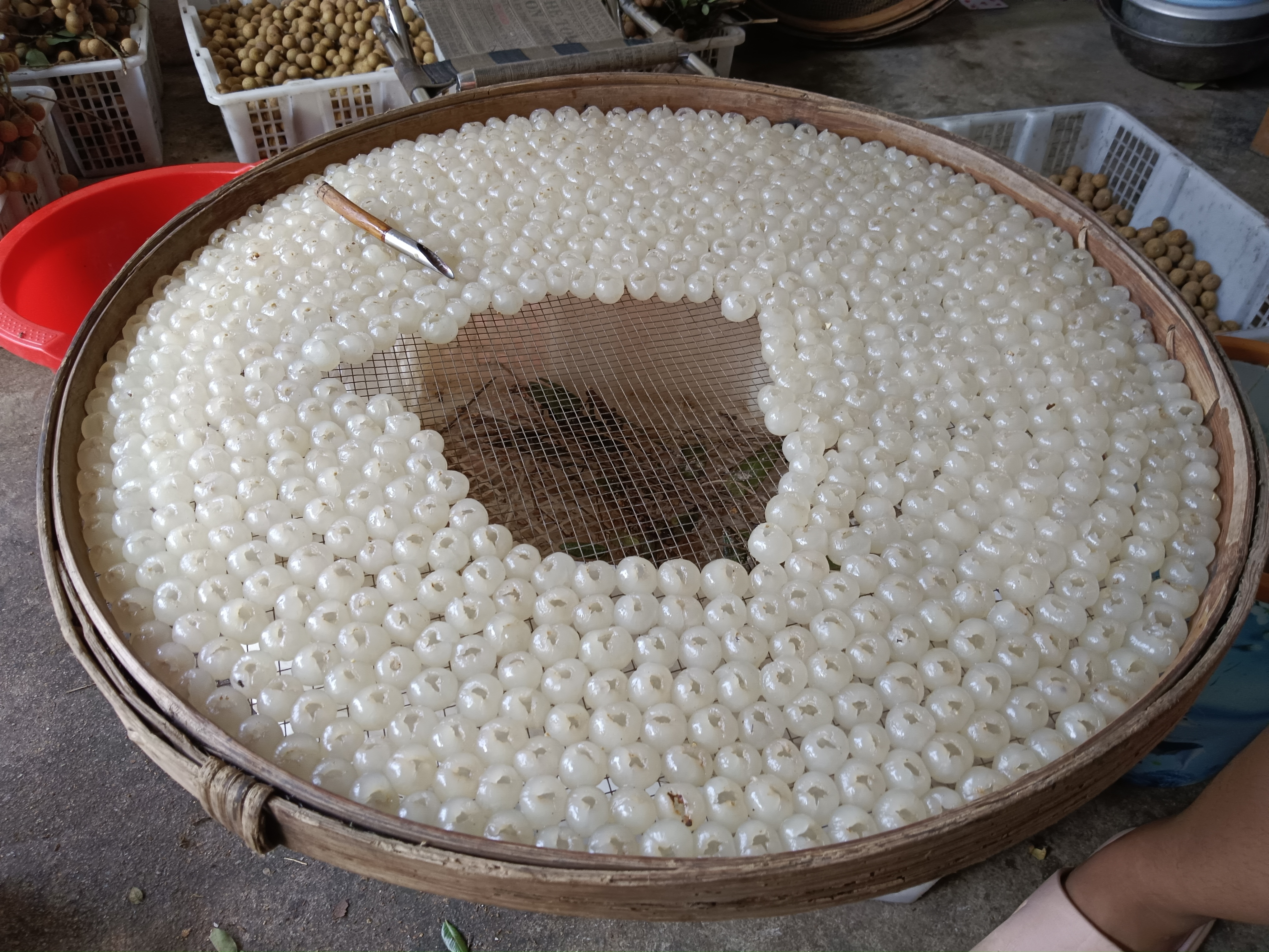 八月桂晾晒场景