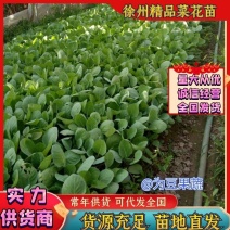 精品越冬菜花苗，花菜苗江苏露地可提前预定，质量优，发货快