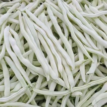杂芸二号芸豆种子白芸豆架豆白扁四季豆早熟春秋大田高产大荚