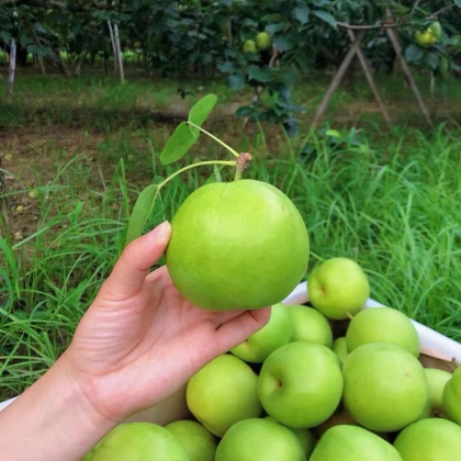 赵县翠冠梨产地行情