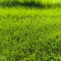优质草坪，草皮出售