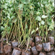 红瑞木苗红瑞木树苗基地直供营养钵杯苗量大从优