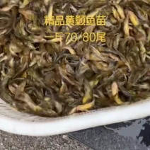 一斤60到100多尾的黄骨鱼苗