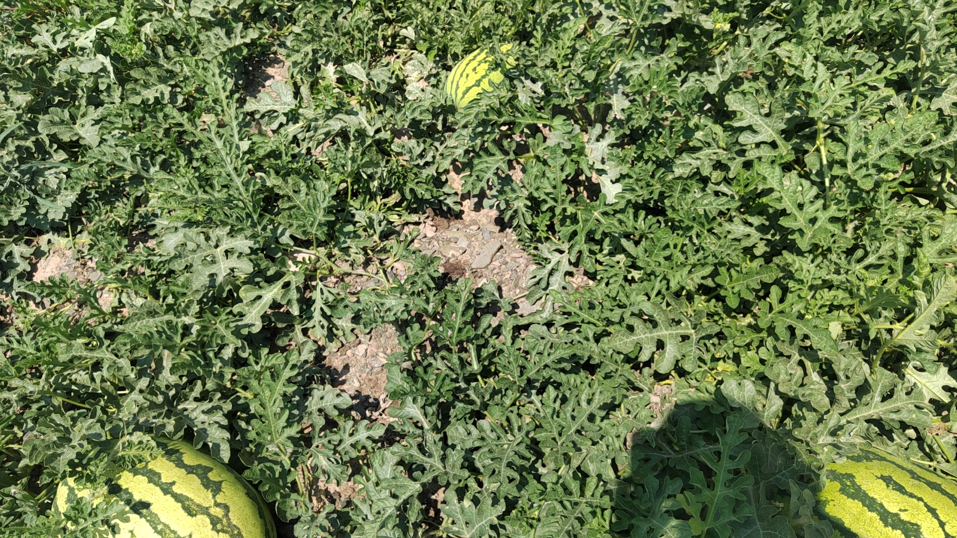 金花西瓜种植基地全景