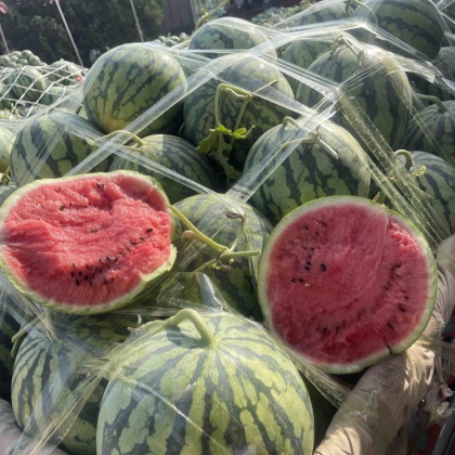 重庆开州区美都西瓜产地行情