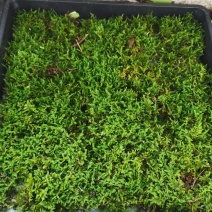 地被植物大灰藓托盘38X38公分，量大价优，欢迎订购。