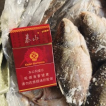 淡水野生鲫鱼