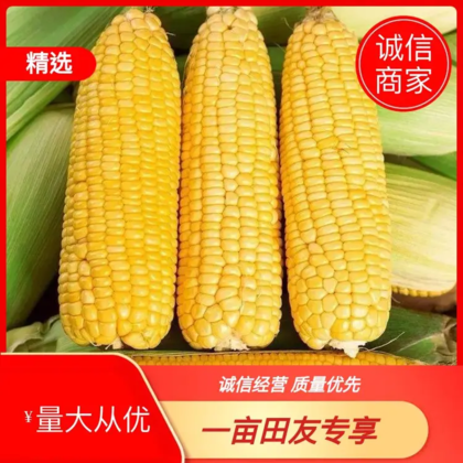全国发货 品质保障 放心食用春玉米,玉米品种黄金粮my73水果玉米太阳