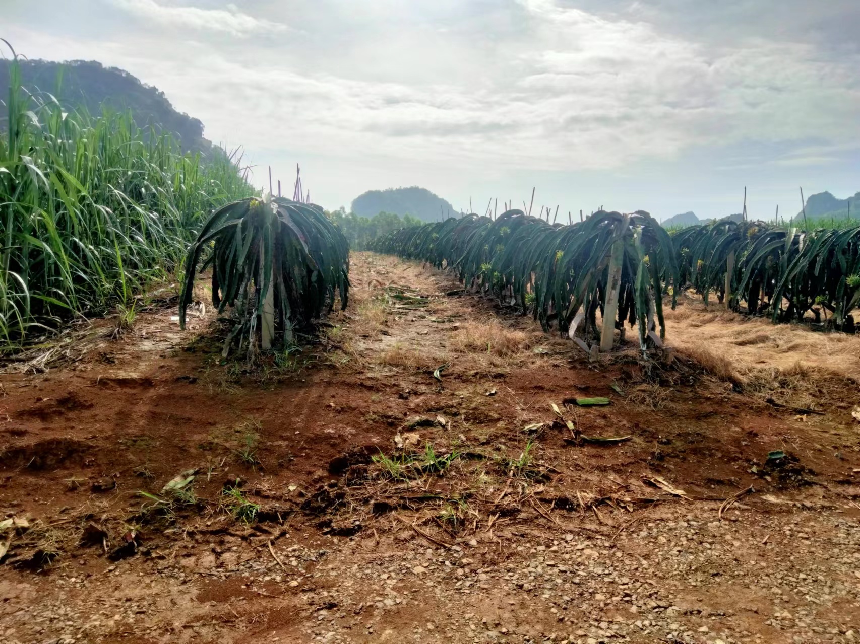 红心火龙果果园