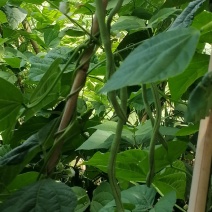 豆角大量有货一手货源全国通发产地直销