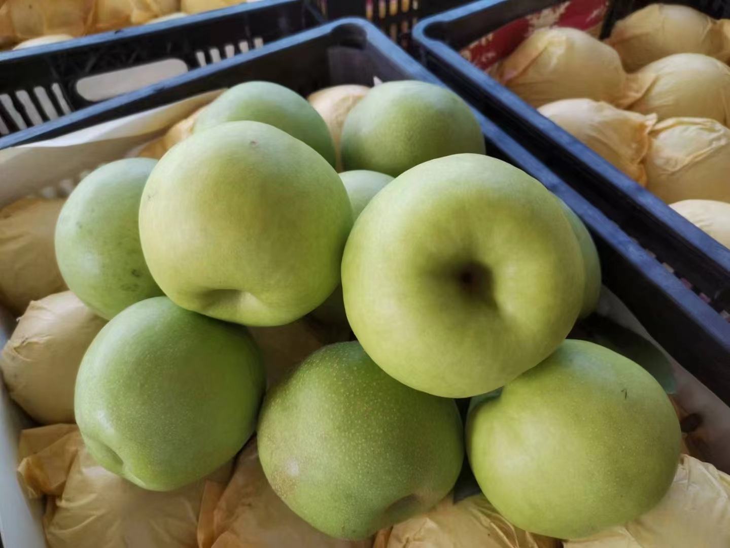 翠冠梨果实大小对比图