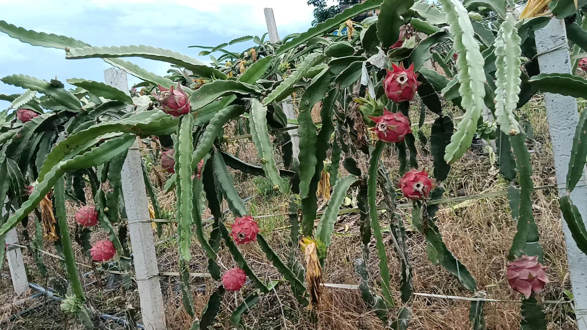 一片红心火龙果种植园,藤蔓缠绕在支架上,部分果实已成熟呈现红色 红心火龙果果园
