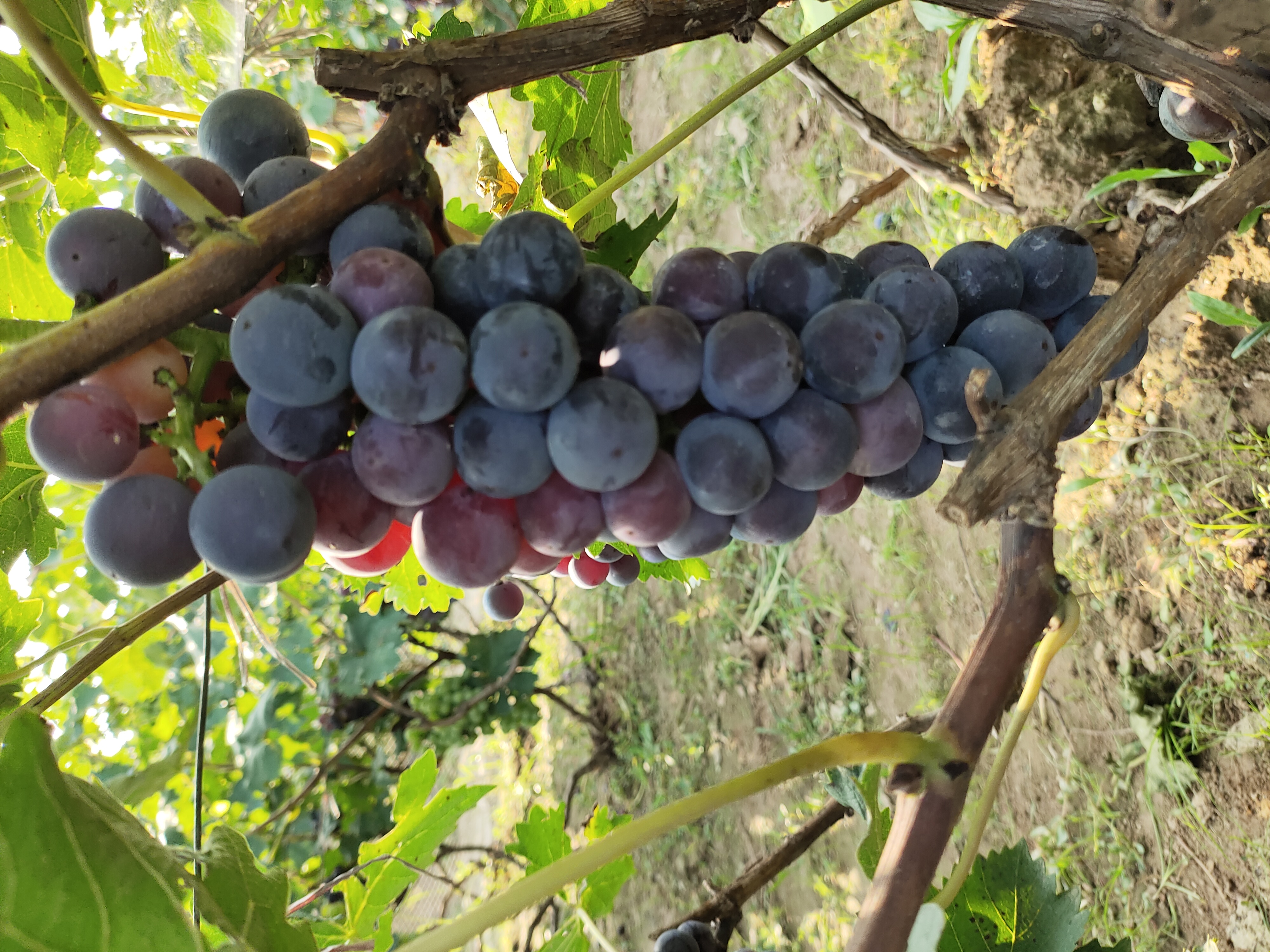 京亚葡萄特写果实