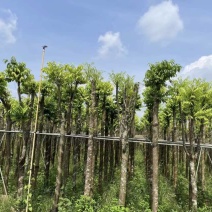 截杆仁面子树5～10公分基地直销大小规格齐全欢迎老板来电
