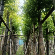 海南葡萄树10～12公分基地直销大小规格齐全欢迎老板来电