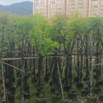 截杆骨架桃花心木10～12公分基地直销大小规格齐全