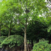 骨架仁面子树10～18公分基地直销大小规格齐全欢迎来电