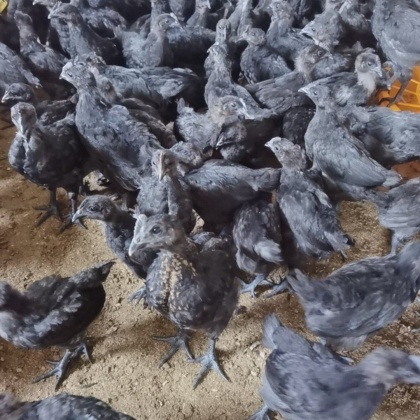 湖南郴州宜章县五黑鸡产地行情