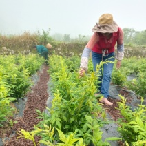 张家界特产【莓茶】