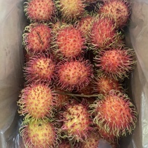 海南7号红毛丹