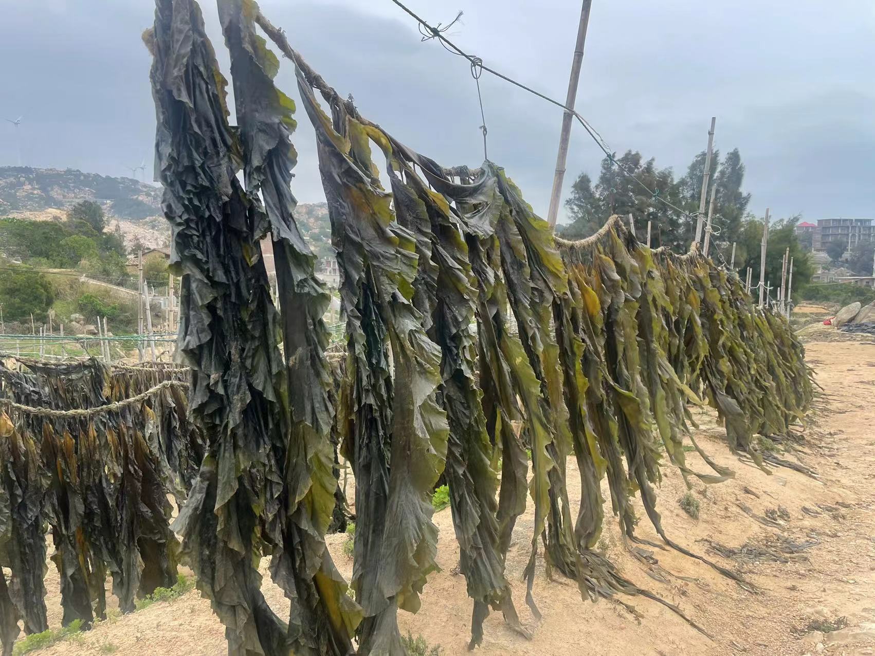 干海带在自然晾晒过程