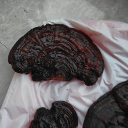 十万大山,野生黑灵芝,今年新货香味特别好试试搜这些长白山本地灵 