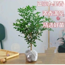 正宗九里香花卉盆栽四季开花苗浓香型客厅阳台绿植物室内耐寒