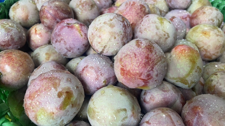 新鲜采摘的嵊州桃形李果实特写