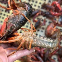 江苏兴化本地精品龙虾