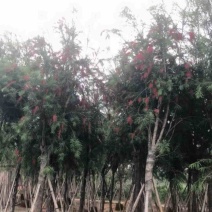 红千层4～6公分产地直发规格齐全保证质量优欢迎来电