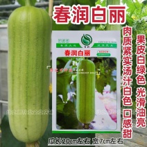 春润白丽丝瓜种子油亮白绿色白玉丝瓜种籽口感甜短胖水瓜种子