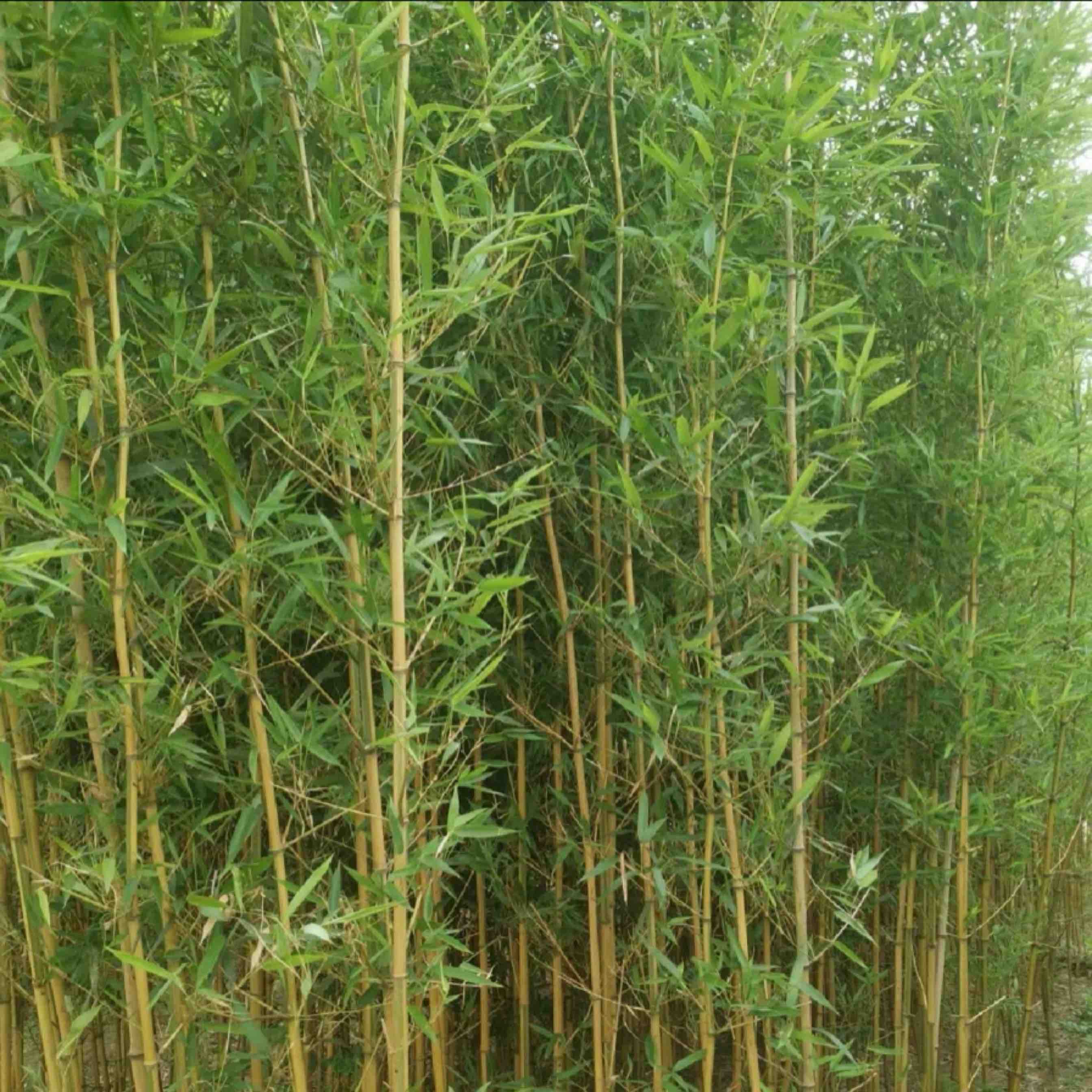[斑竹批发]重庆北碚区竹子 6.00元/棵精品斑竹，规格齐全，品 _ 一亩田