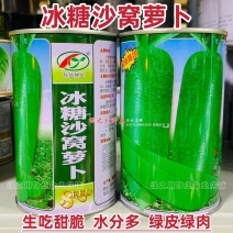 天津冰糖沙窝萝卜种子赛鸭梨甜脆水分多秋季绿皮绿肉水果萝卜