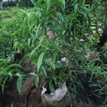 桃树盆景，原盆原土发货