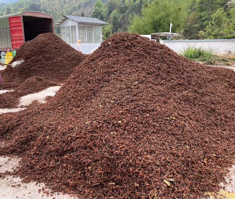 云南广南县八角采摘季农户手工采摘特写