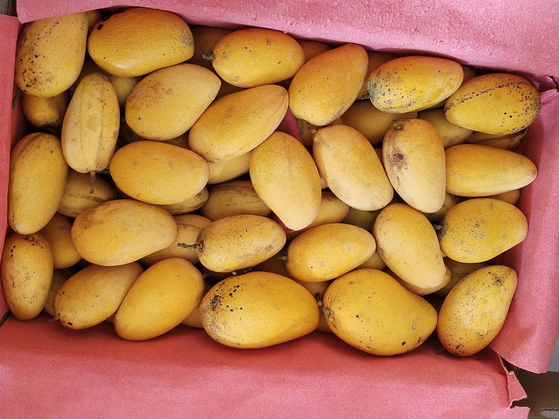 新鲜采摘的桂七芒堆放在竹筐中,果皮金黄诱人,果香扑鼻 新鲜采摘的桂七芒果实